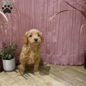 Zena, Mini Goldendoodle Puppy